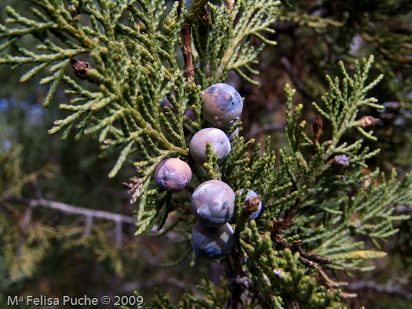 Itinerari I 30 Juniperus thurifera L.